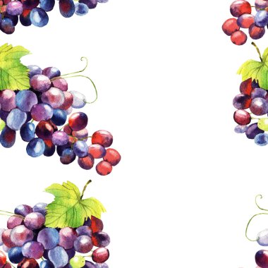 suluboya üzüm illüstrasyon