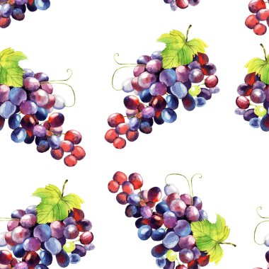 suluboya üzüm illüstrasyon