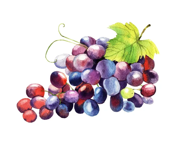 suluboya üzüm illüstrasyon