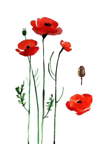 Aquarel poppy, handgeschilderde tekenen — Stockfoto