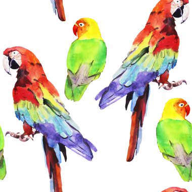 suluboya papağanı cennet papağanı