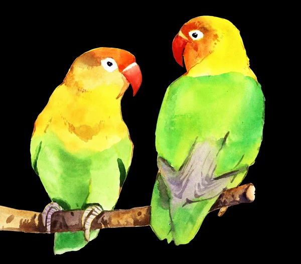 Akvarelu papoušek lovebird — Stock fotografie