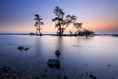 güzel gün batımı ve deniz ortasında ağaç