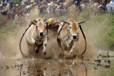 Pacu Jawi An unidentified jockey steers two bulls across the muddy paddy fields in the bull race of the 'Pacu Jawi' festival in Padang,West Sumatera, clipart