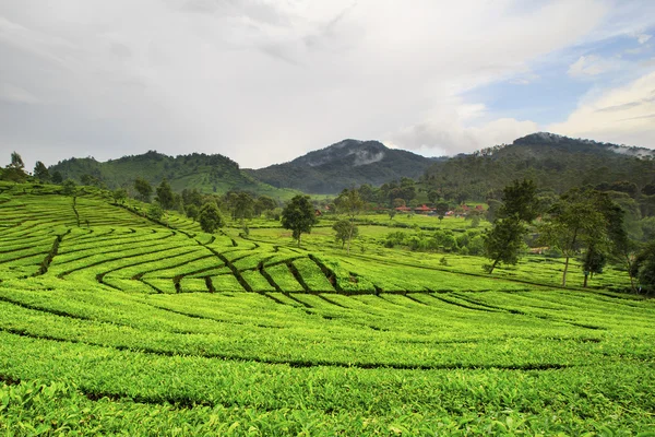 Bella piantagione di tè posizione Rancabali Ciwidey West Java — Foto Stock