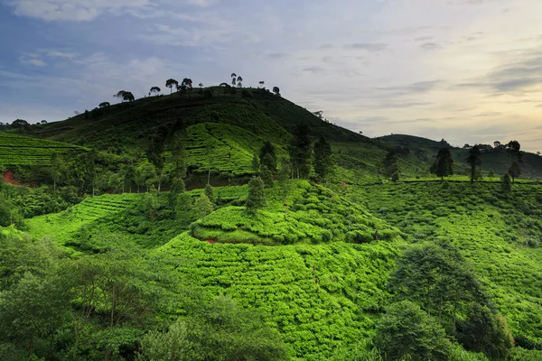 Bella piantagione di tè posizione Rancabali Ciwidey West Java — Foto Stock