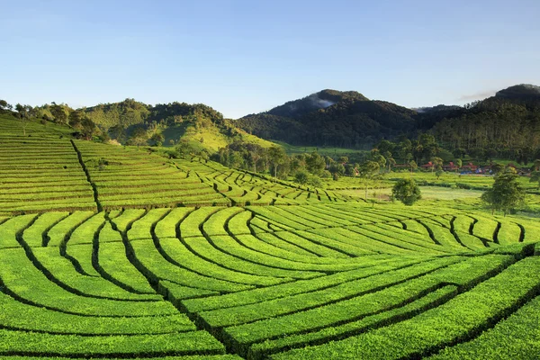 Bella piantagione di tè posizione Rancabali Ciwidey West Java — Foto Stock