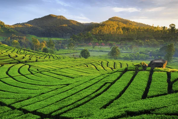 beautiful  Tea Plantation location Rancabali Ciwidey West Java