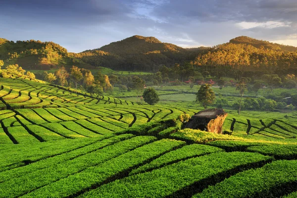 Krásné čajové plantáže umístění Rancabali Ciwidey West Java — Stock fotografie