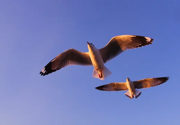 Gökyüzünde uçan iki martı.