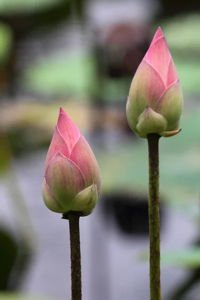 sabah pembe lotus