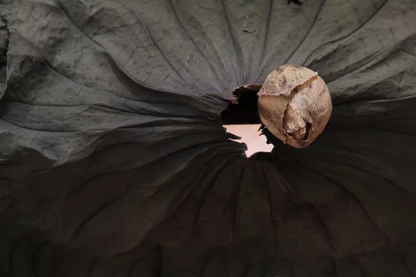 kahverengi lotus (yükleme Sanat Sergisi)