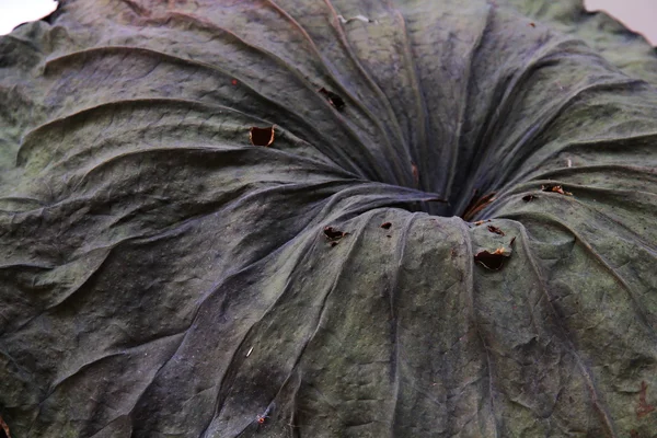 Lotus yaprağı (yükleme Sanat Sergisi)