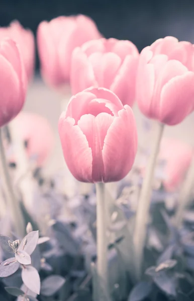 Lale vintage ve yumuşak stili