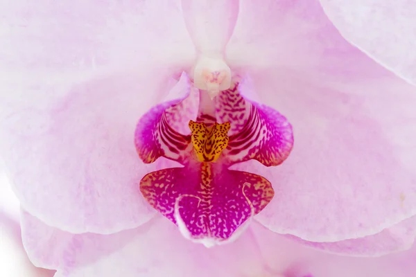 Pembe orkide closeup (Phalaenopsis).