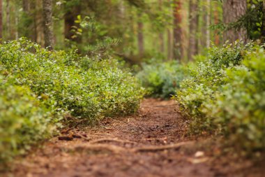 yaban mersini iz ormanda
