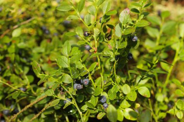 Yaban mersini çalı çam ormanı içinde