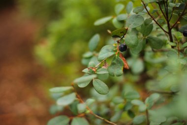 Yaban mersini çalı çam ormanı içinde