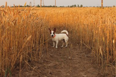 Jack Russell bir buğday alan arka plan üzerinde