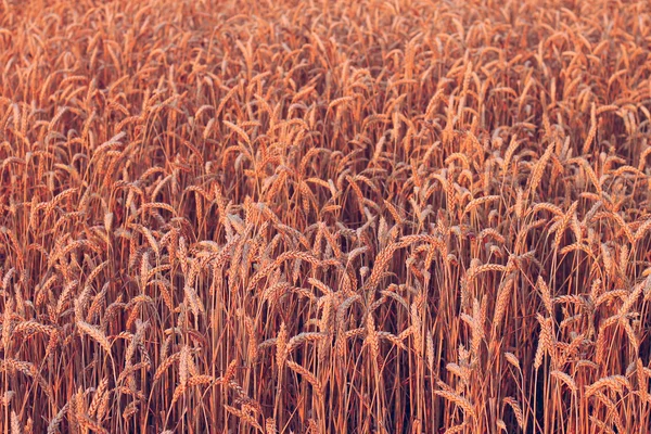 여름의 밀밭 — 스톡 사진