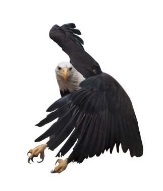 Kartal bembeyaz uçuyor