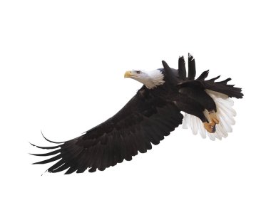 Kartal bembeyaz uçuyor