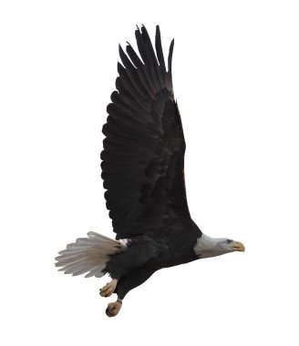 Kartal bembeyaz uçuyor