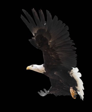 Kartal tek başına uçuyor