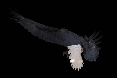 Kartal tek başına uçuyor