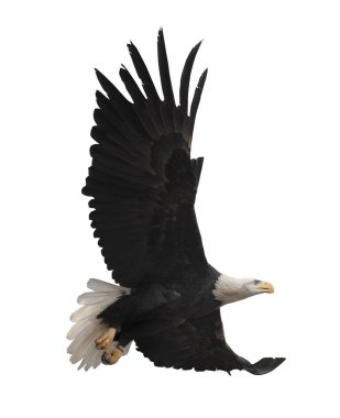 Kartal bembeyaz uçuyor