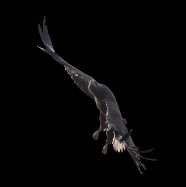 Kartal tek başına uçuyor