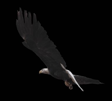 Kartal tek başına uçuyor