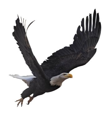 Kartal bembeyaz uçuyor