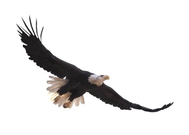 Kartal bembeyaz uçuyor