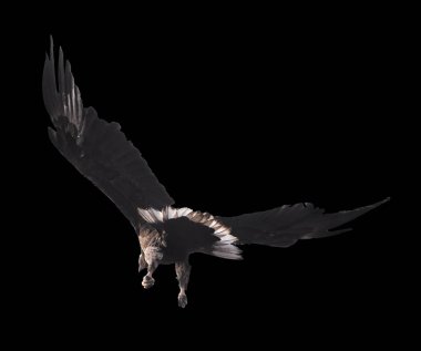 Kartal tek başına uçuyor