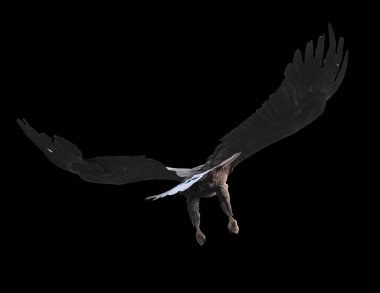 Kartal tek başına uçuyor