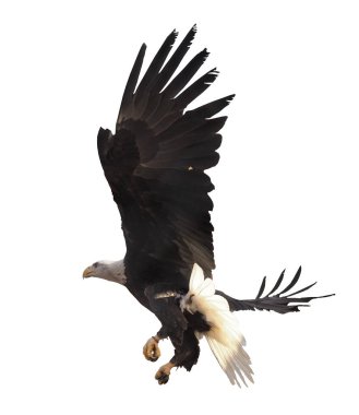 Kartal bembeyaz uçuyor