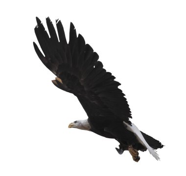 Kartal bembeyaz uçuyor