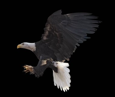 Kartal tek başına uçuyor