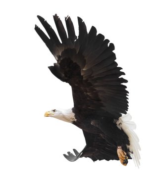 Kartal bembeyaz uçuyor