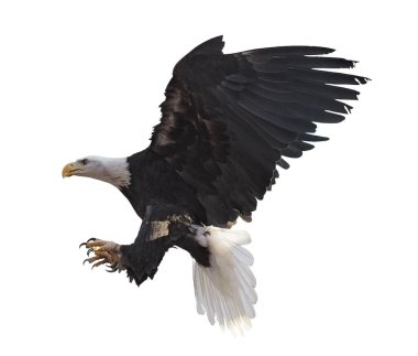 Kartal bembeyaz uçuyor