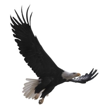 Kartal bembeyaz uçuyor