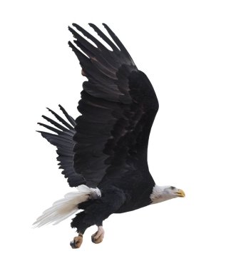 Kartal bembeyaz uçuyor