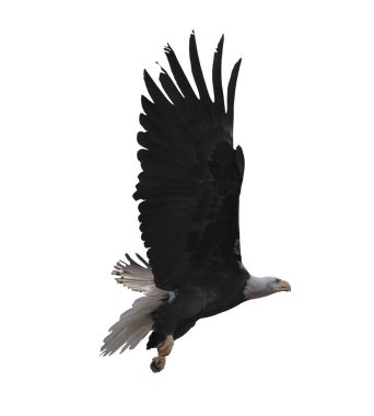 Kartal bembeyaz uçuyor