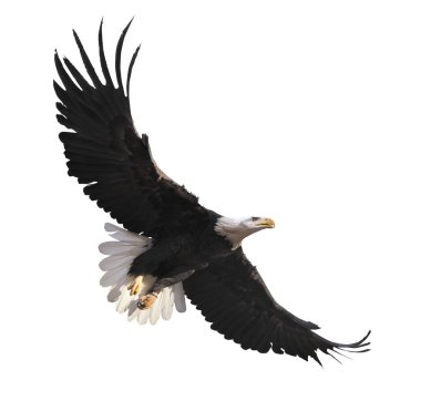 Kartal bembeyaz uçuyor