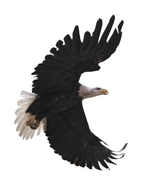 Kartal bembeyaz uçuyor