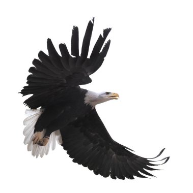 Kartal bembeyaz uçuyor