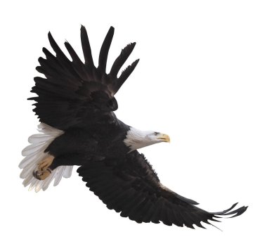 Kartal bembeyaz uçuyor