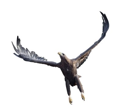 Kartal bembeyaz uçuyor