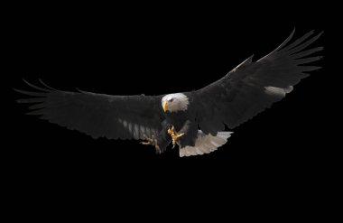 Kartal tek başına uçuyor